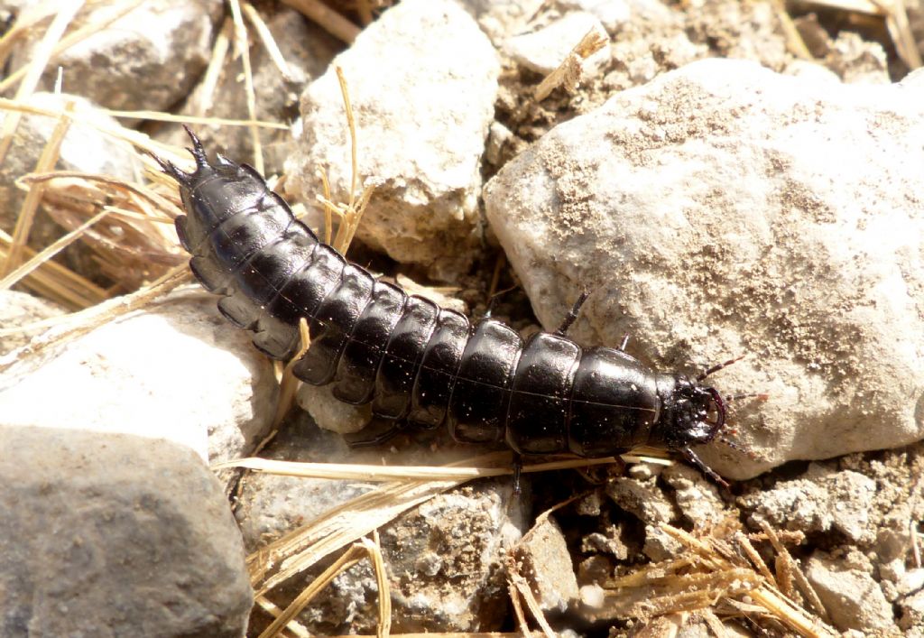 Che cos'' ?? Larva di Carabus sp.